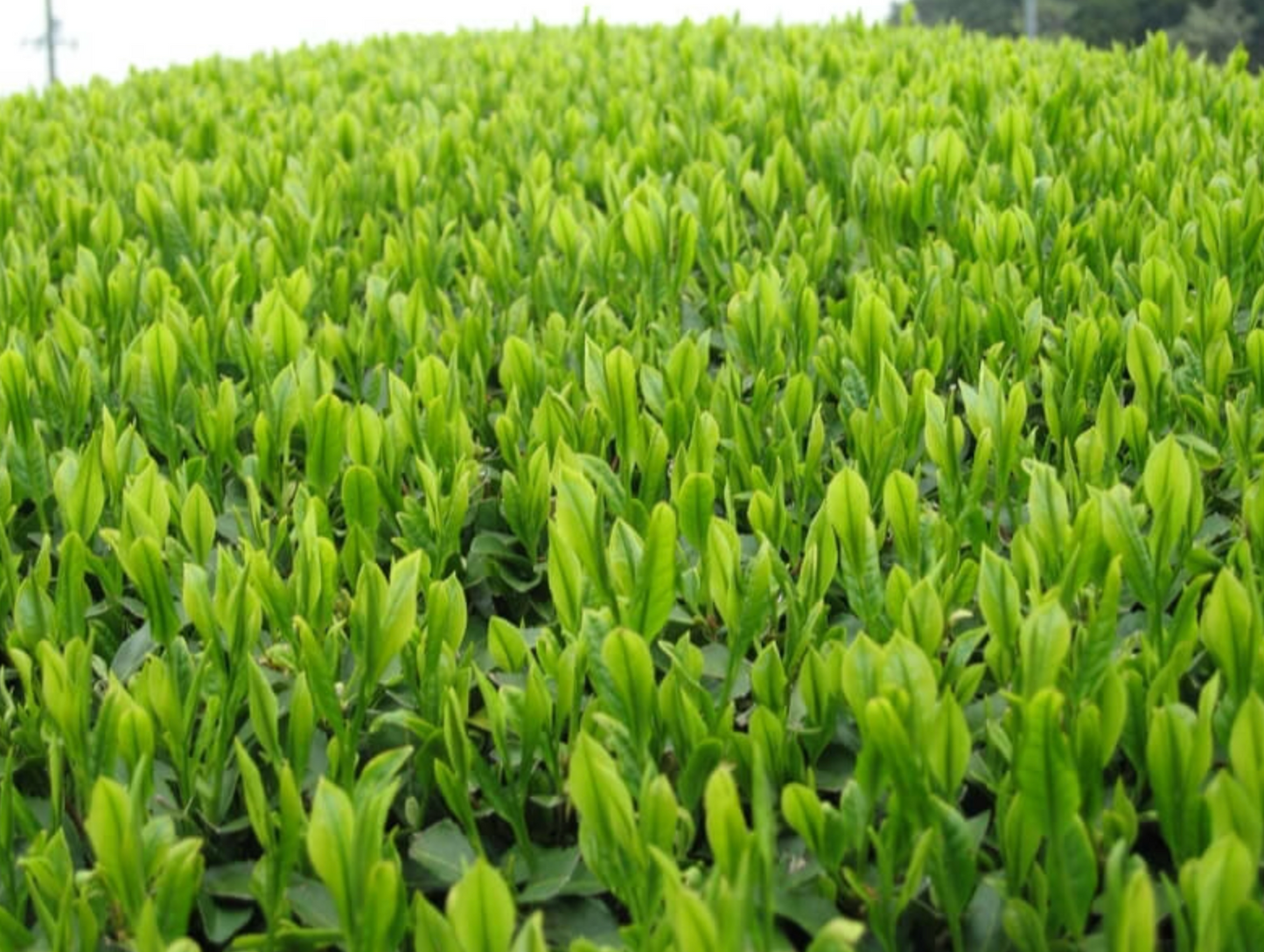 <tc>Matcha Made in Heaven</tc>